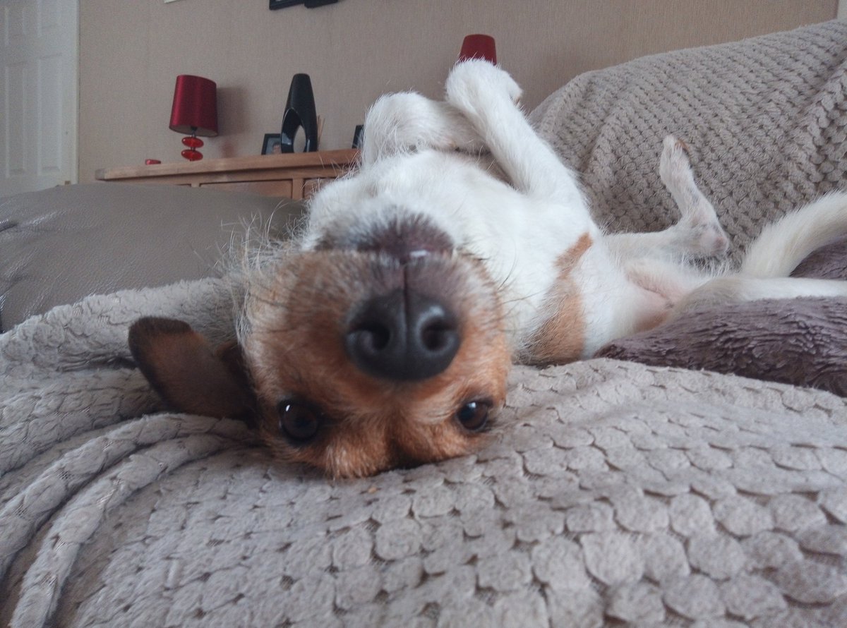 LurkinThe's tweet photo. @Riftyish This is my dog Toby https://t.co/aiOm3NQFBG