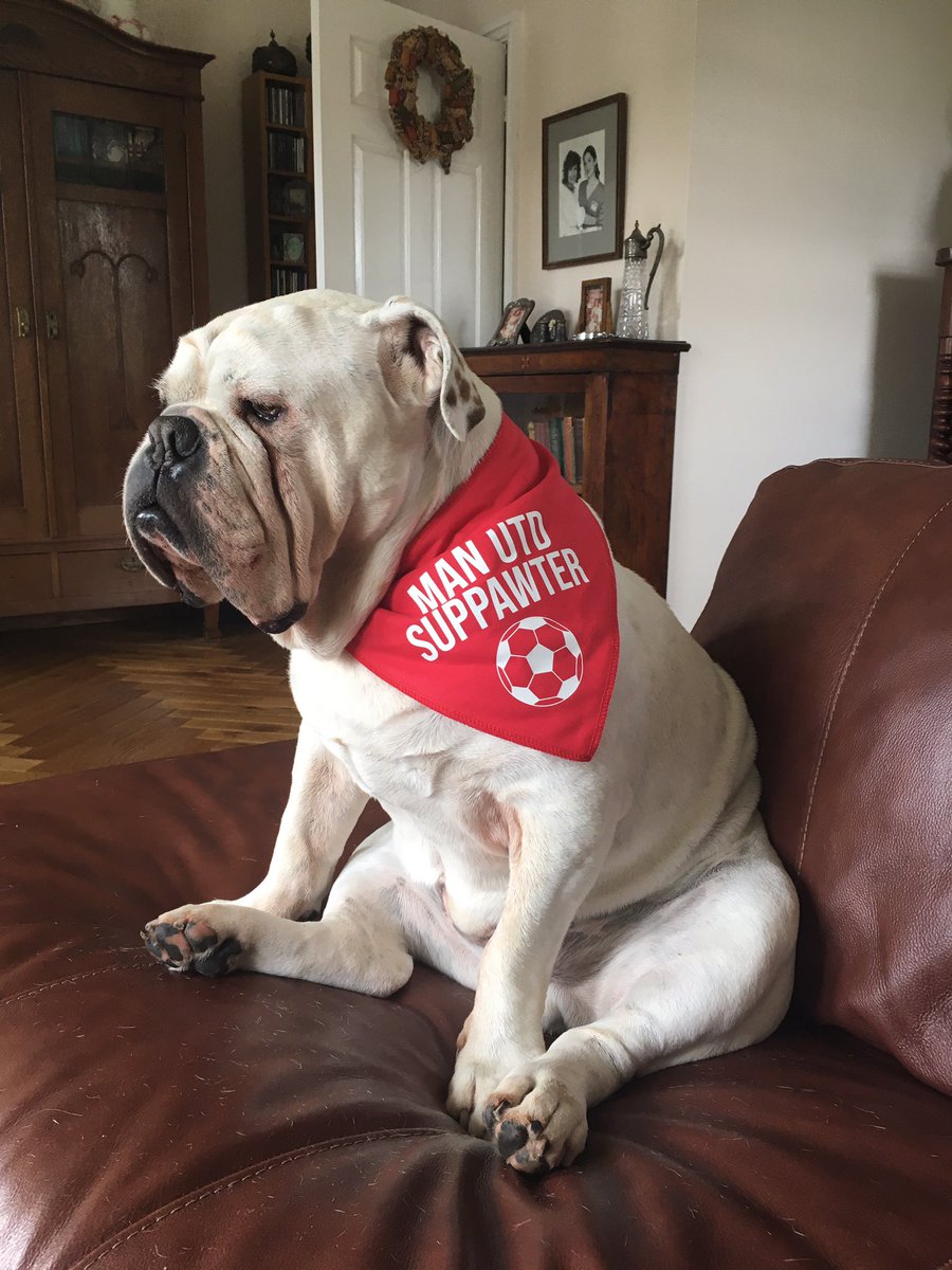 AlexesR's tweet photo. My boy, Hugo, looking enthralled that United finished 3rd 😆 #MUFC #sergeanthugothebulldog #englishbulldog https://t.co/k31OTFyy9h