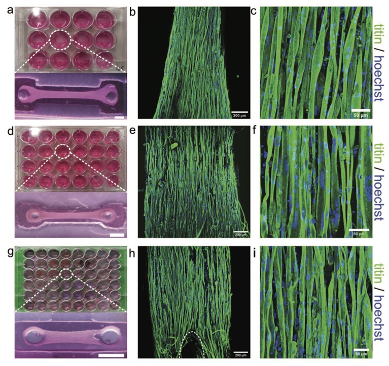 V_Saggiomo's tweet photo. Finally our paper on 3D printing for Skeletal Muscle Tissue Engineering is online: 

https://t.co/s3geMVGwQo 
#realtimechem #realtimebio #OrganOnAChip

@psobolewskiPhD https://t.co/bJ5GhkZDOh