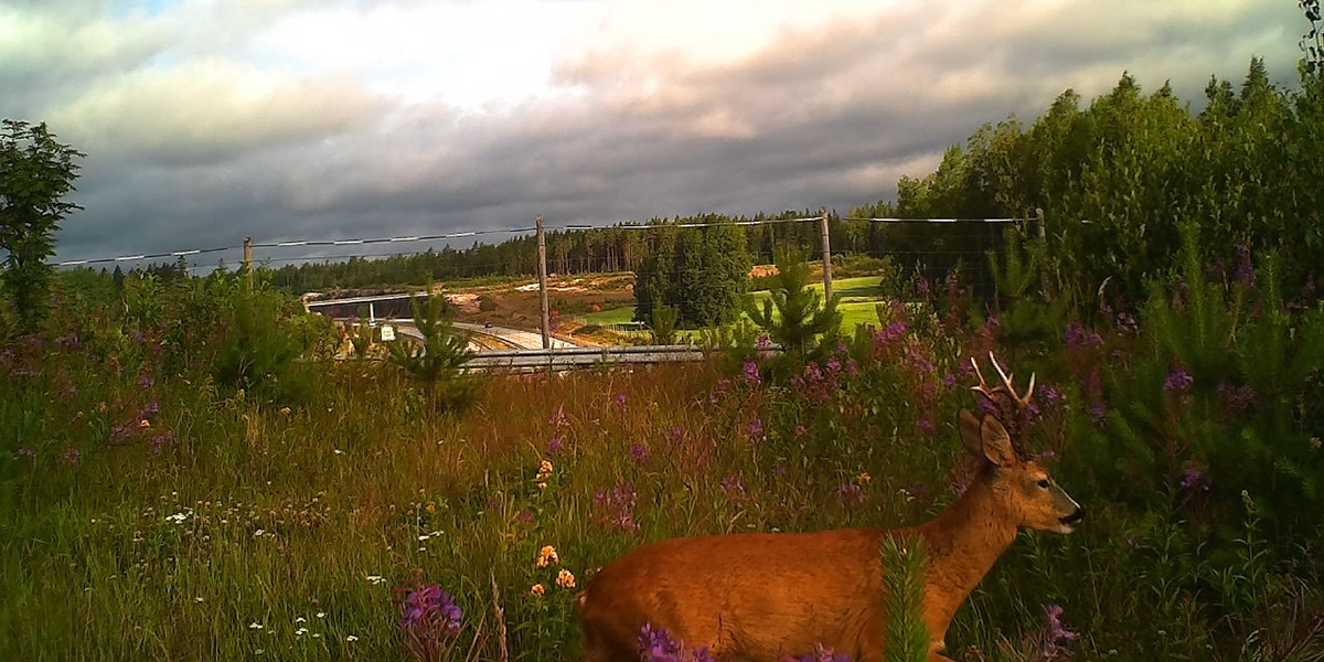 Metsäkauris maanantaihin! 🌲 

Väylävirasto seuraa riistakameroista, kuinka eläimet käyttävät vihersiltoja. Tämä komea sarvipää kulki ihan muina kauriina Niitynpään vihersillalla Pyhtäällä valtatiellä 7. 📷  

#vihersilta #riistakamera #metsäkauris
