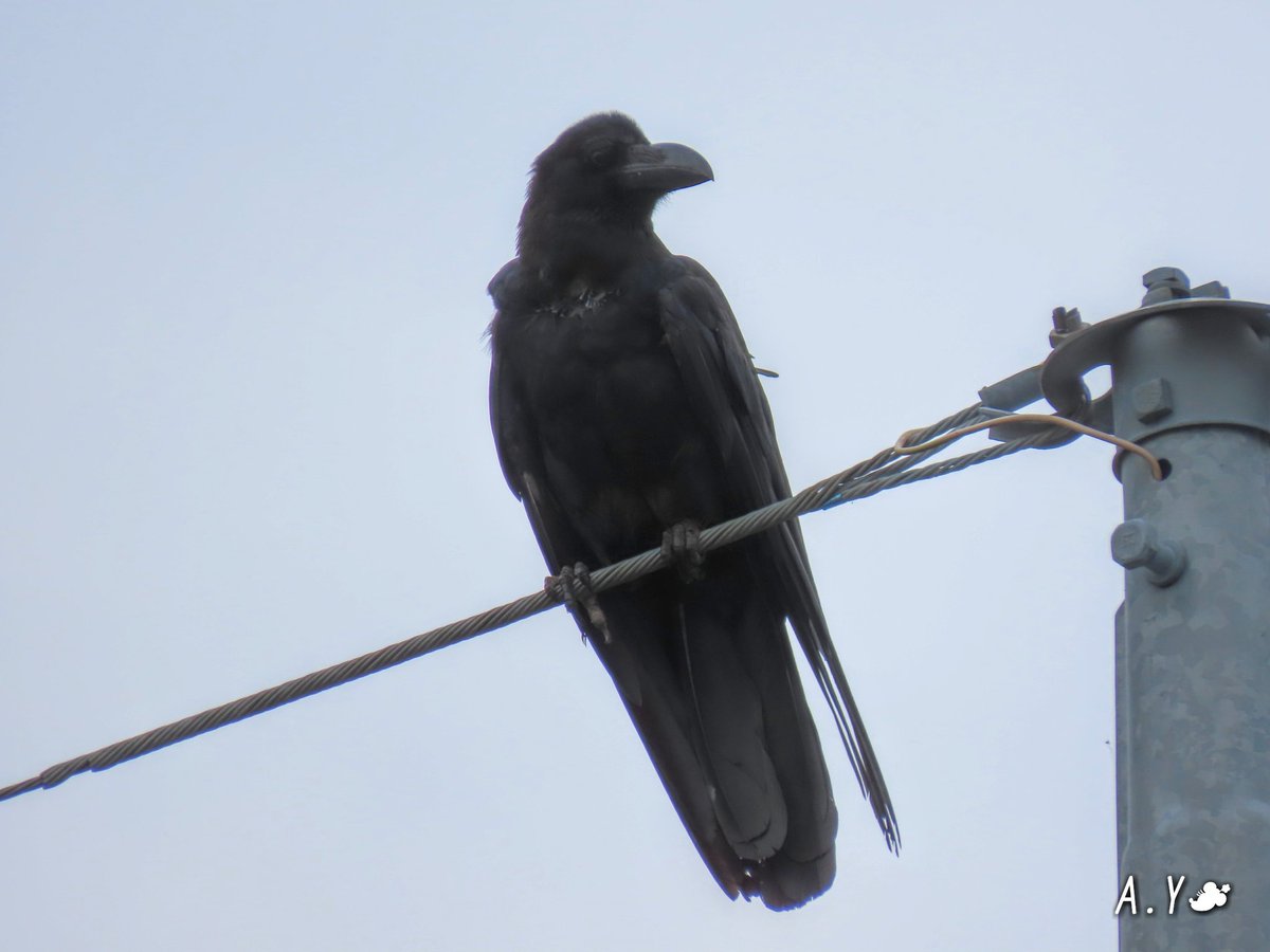 yumeasutw's tweet photo. お気に入りの、電線に佇むカラスさん🐦
キョロキョロ、辺りの警戒を怠りません。
あっ❗こっちを見ている👀💧‼️
#カラス #烏 #Crow
#ハシブトガラス
#野鳥 #bird
#a2020 #a0727 #a202007 #a2020075 https://t.co/BcetpzPZHj