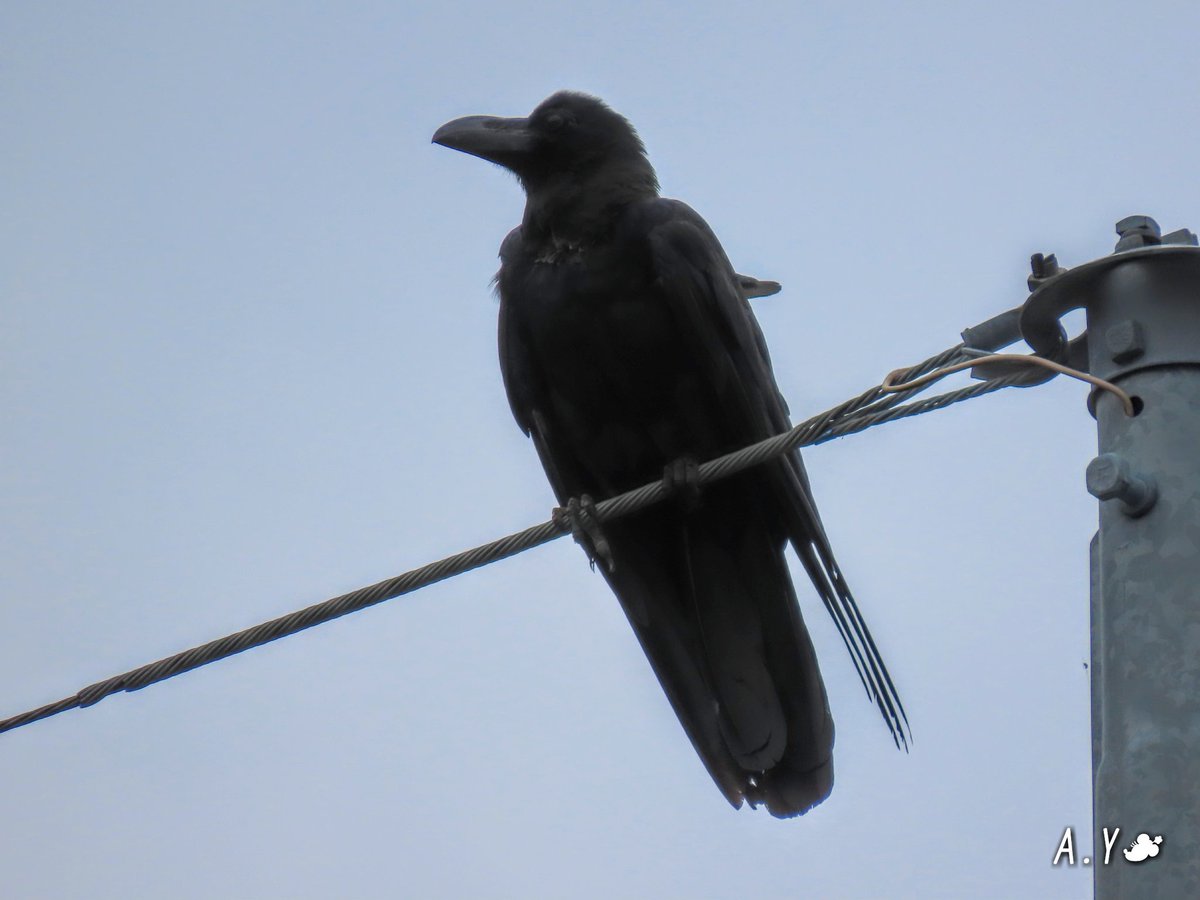 yumeasutw's tweet photo. お気に入りの、電線に佇むカラスさん🐦
キョロキョロ、辺りの警戒を怠りません。
あっ❗こっちを見ている👀💧‼️
#カラス #烏 #Crow
#ハシブトガラス
#野鳥 #bird
#a2020 #a0727 #a202007 #a2020075 https://t.co/BcetpzPZHj