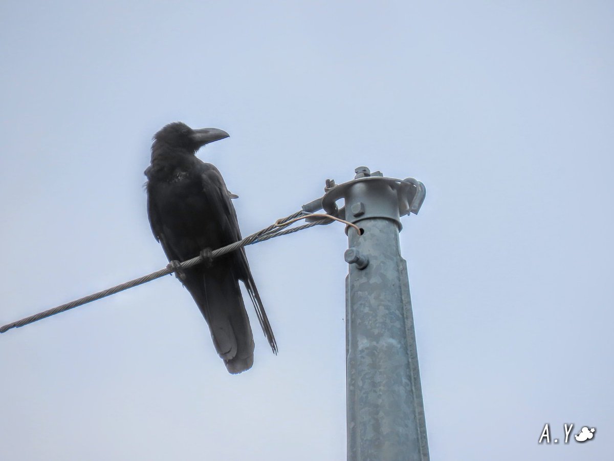yumeasutw's tweet photo. お気に入りの、電線に佇むカラスさん🐦
キョロキョロ、辺りの警戒を怠りません。
あっ❗こっちを見ている👀💧‼️
#カラス #烏 #Crow
#ハシブトガラス
#野鳥 #bird
#a2020 #a0727 #a202007 #a2020075 https://t.co/BcetpzPZHj