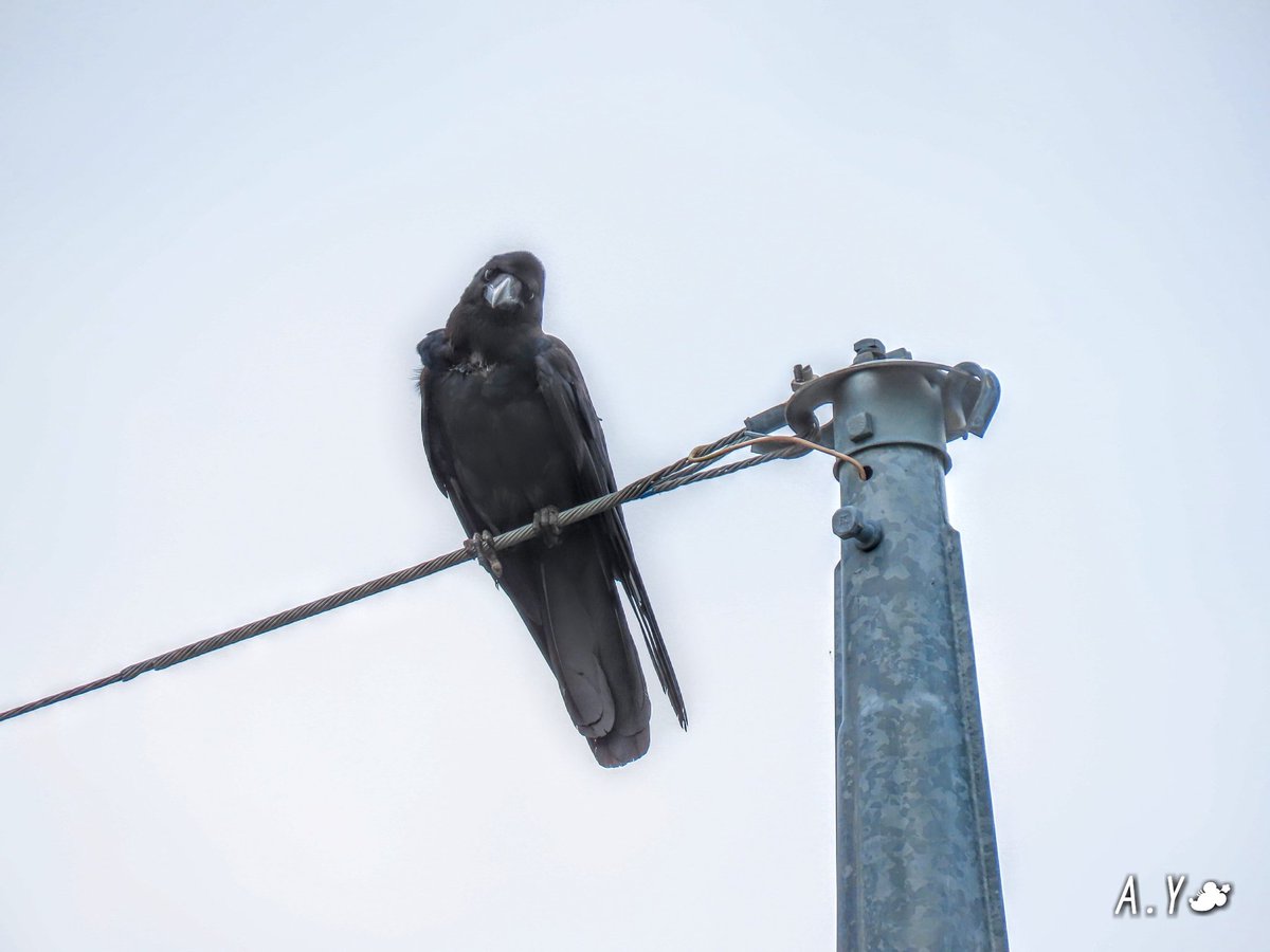 yumeasutw's tweet photo. お気に入りの、電線に佇むカラスさん🐦
キョロキョロ、辺りの警戒を怠りません。
あっ❗こっちを見ている👀💧‼️
#カラス #烏 #Crow
#ハシブトガラス
#野鳥 #bird
#a2020 #a0727 #a202007 #a2020075 https://t.co/BcetpzPZHj