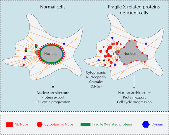 embojournal's tweet photo. Fragile X-related proteins #FXR1 #FXR2 #FMRP restrict #nucleoporin condensation in the cytoplasm and facilitate their nuclear envelope localization, to maintain nuclear export and cell cycle progession - @SumaraLab @IGBMC and collaborators
https://t.co/4rpQ3YXUUW https://t.co/N9ZuR3LbkF