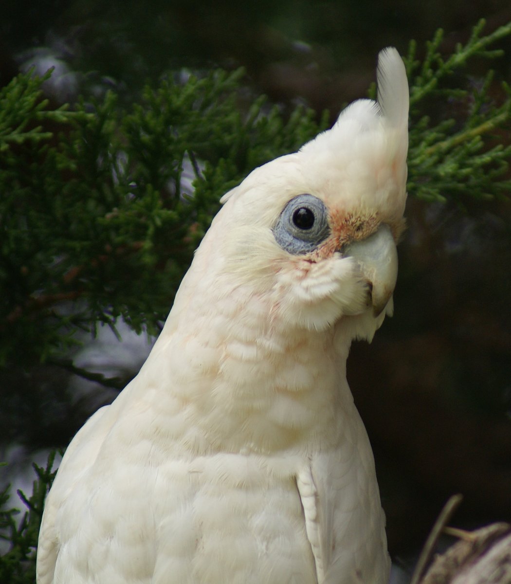  #Fluffenchops2020 ROUND 1 Part 1 (8/16)Left: Snowy Owl (Bubo scandiacus): John SuttonVSRight: Little Corella (Cacatua sanguinea):  @RobinSSci Who has the best  #Fluffenchops? Vote in the poll below! #Birds  #Ornithology  #TeamBird
