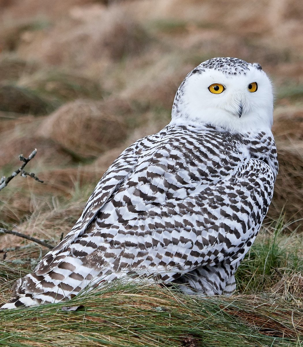  #Fluffenchops2020 ROUND 1 Part 1 (8/16)Left: Snowy Owl (Bubo scandiacus): John SuttonVSRight: Little Corella (Cacatua sanguinea):  @RobinSSci Who has the best  #Fluffenchops? Vote in the poll below! #Birds  #Ornithology  #TeamBird
