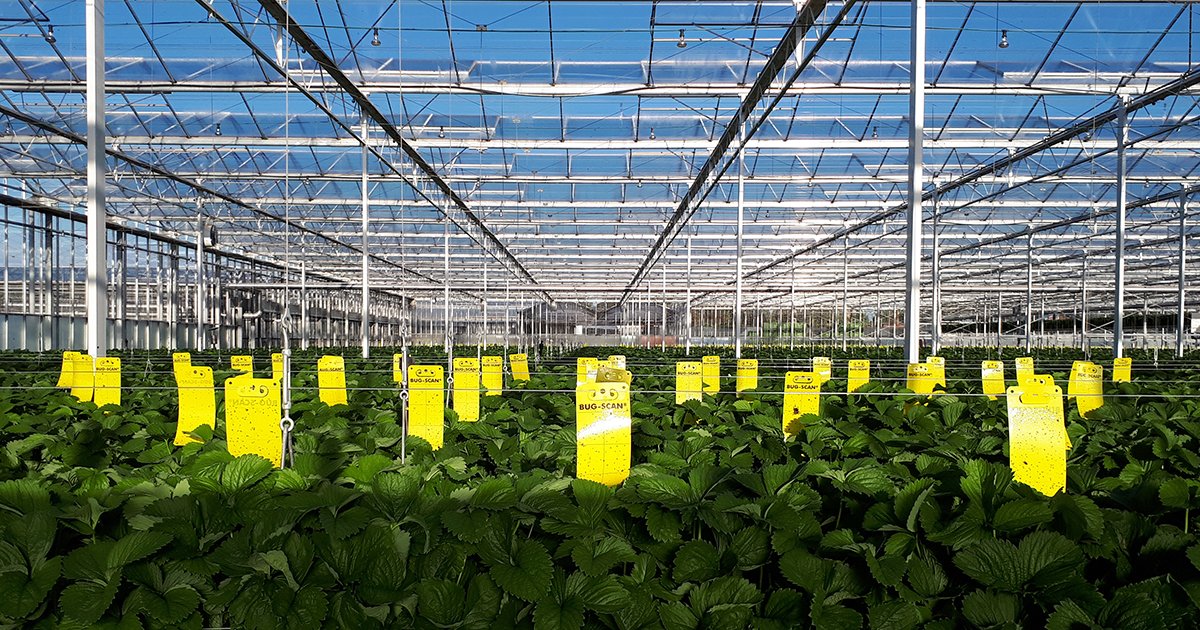 biobest_global's tweet photo. #Biobest offers a comprehensive range of Bug-Scan® #monitoring tools to suit different #scouting needs as well as crops and pests. There really is a Bug-Scan® trap to suit every situation! https://t.co/ViuEloxfU8 #bugscan #biobestgroup https://t.co/B8DO1WJDE0