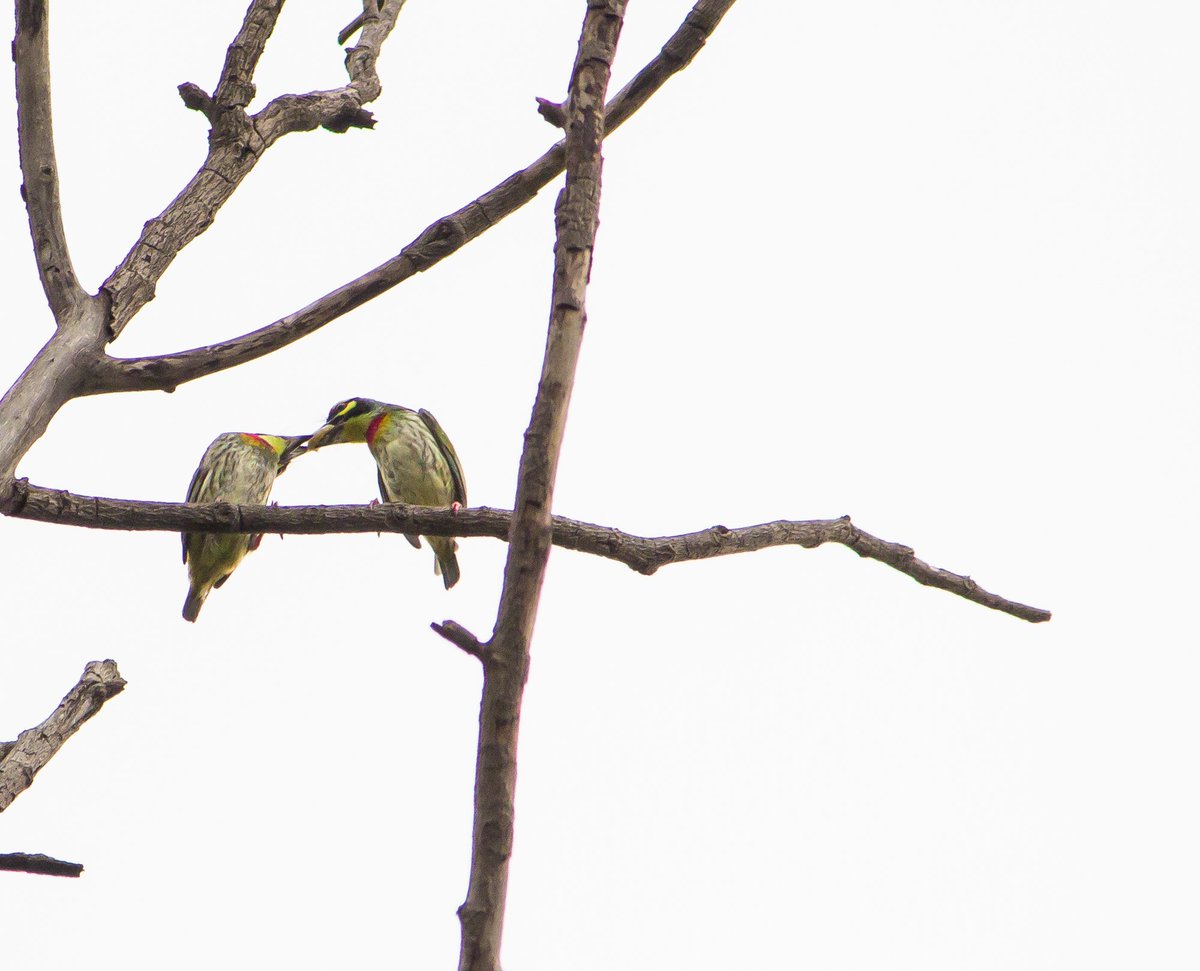 abhishek_s_iyer's tweet photo. High Key Composition of Coppersmith Barbet 📊 
#birdphotography #birds #bbcearth @BBCEarth #BBCWildlifePOTD @WildlifeMag #birding @LPMagIn @lonelyplanet_in #LPIndia @lonelyplanet 
@ParveenKaswan @orientbirdclub @wildlifeInd #highkeyimage @BirdWatchingMag https://t.co/wi4kXGR2Nc