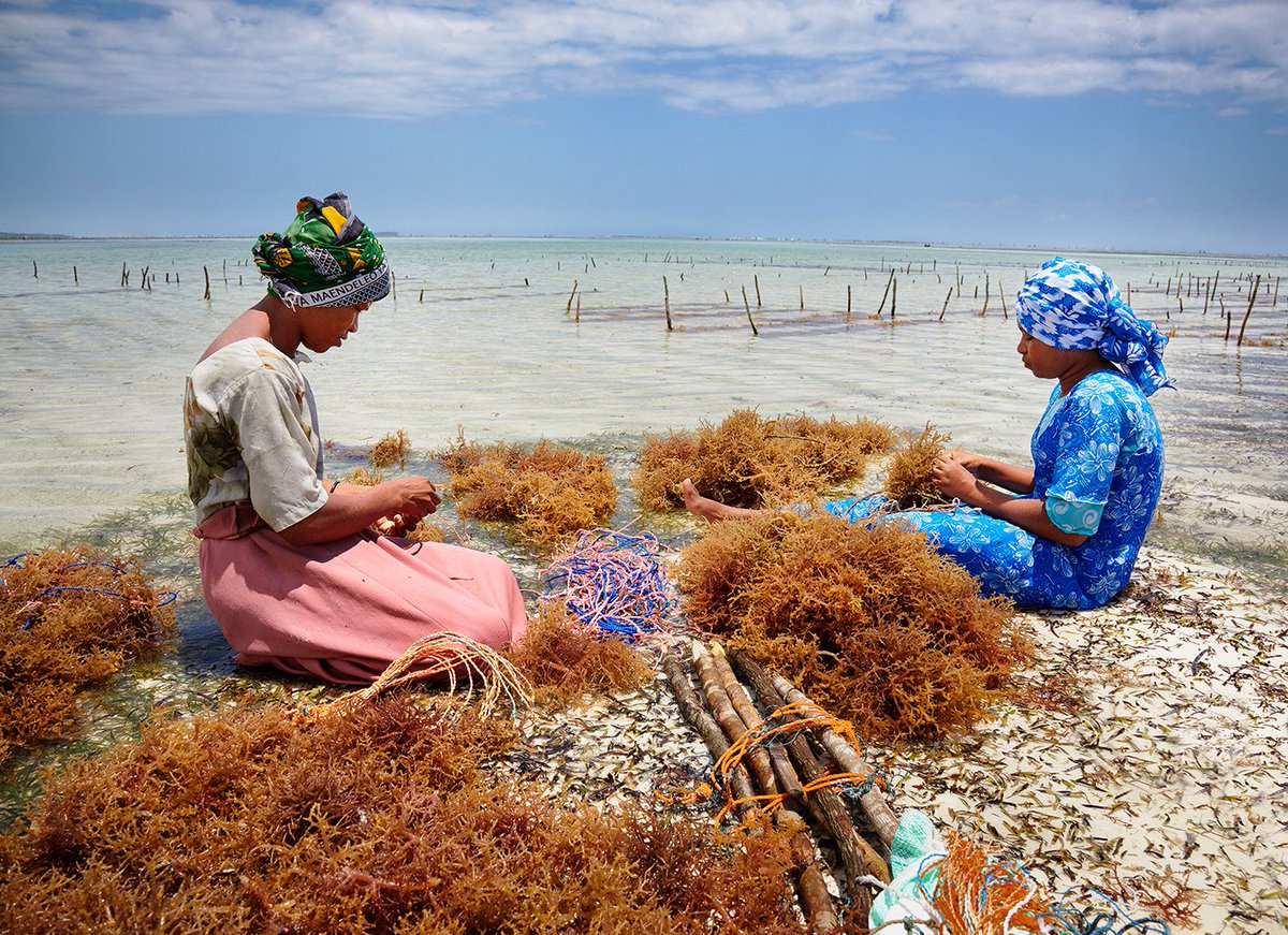 The_RPS's tweet photo. The Seaweed Harvesters 📸 Max Robinson FRPS, @FoodPhotoAward finalist 2019. Enter the 2021 competition: https://t.co/ex9p1UcaVC #RPSCompetition #FoodPhotography #FoodPhotoAwards21 https://t.co/M2rmVbuAuW