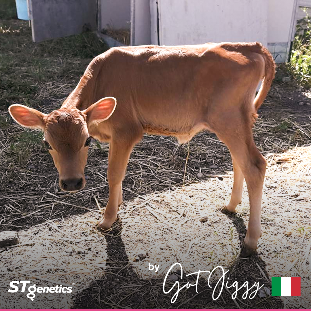 STgenetics's tweet photo. On Mondays we are #crazyfor #coloredbreed calves at STgenetics!😍

By GOT JIGGY from STgenetics' Jersey Program in Italy 🇮🇹

🏆 GOT JIGGY is +144 JPI
🥛 GOT JIGGY is A2A2
🏆 GOT JIGGY is +543 NM$ +571 CM$

GOT JIGGY: https://t.co/8GSgojcL0Y https://t.co/i4JEE6fZXH