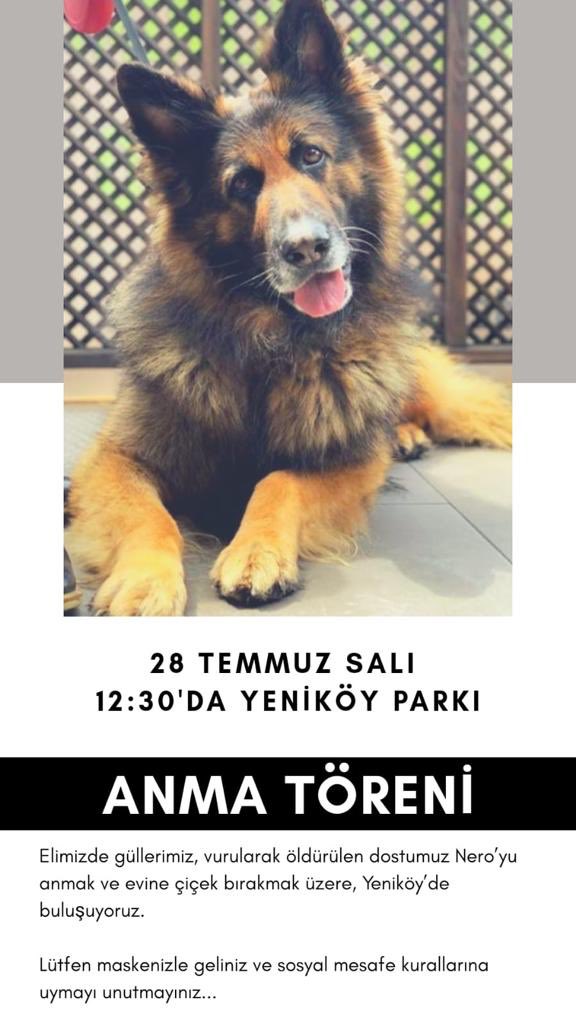 Canım Nero, size tarif edemem nasıl güzel nasıl tatlı biri olduğunu. Nero’yu anıyoruz. Tüm hayvanseverleri bekliyoruz. Nero’muza kıyan cani #alpererkintutuklansin