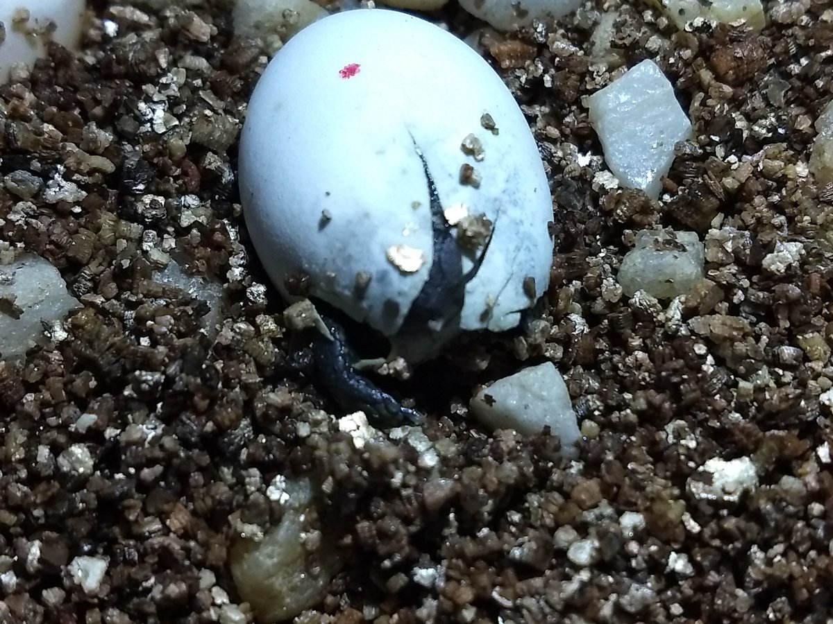 Hatching still proceeding slowly. Two legs free and head out more until I try to take a picture. Egg tooth visible (the white speck in the middl of his face). The other two eggs also open a bit more.