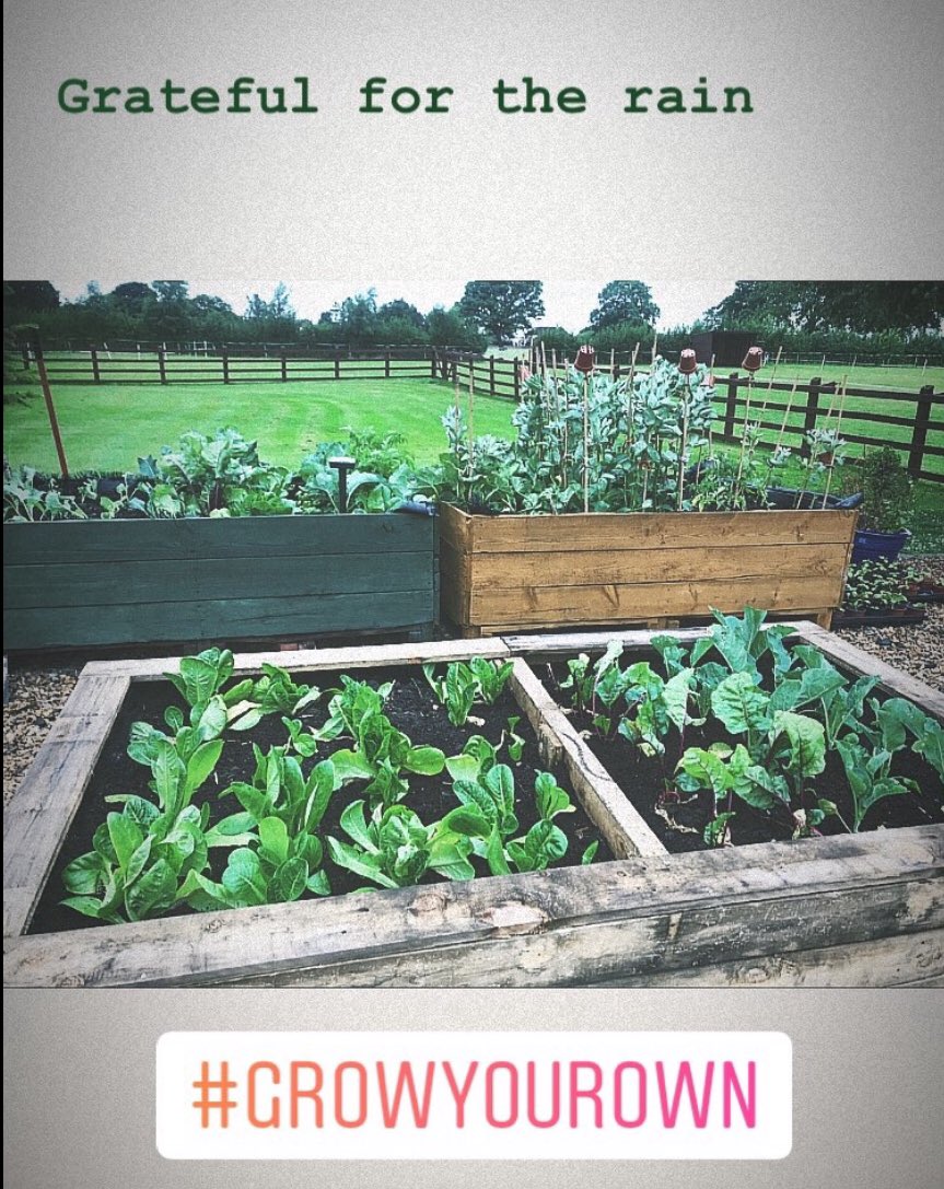 Shelly2571's tweet photo. Vegetables coming along well in our planters! ❤️👩🏻‍🌾 https://t.co/pfSdzeaHm9