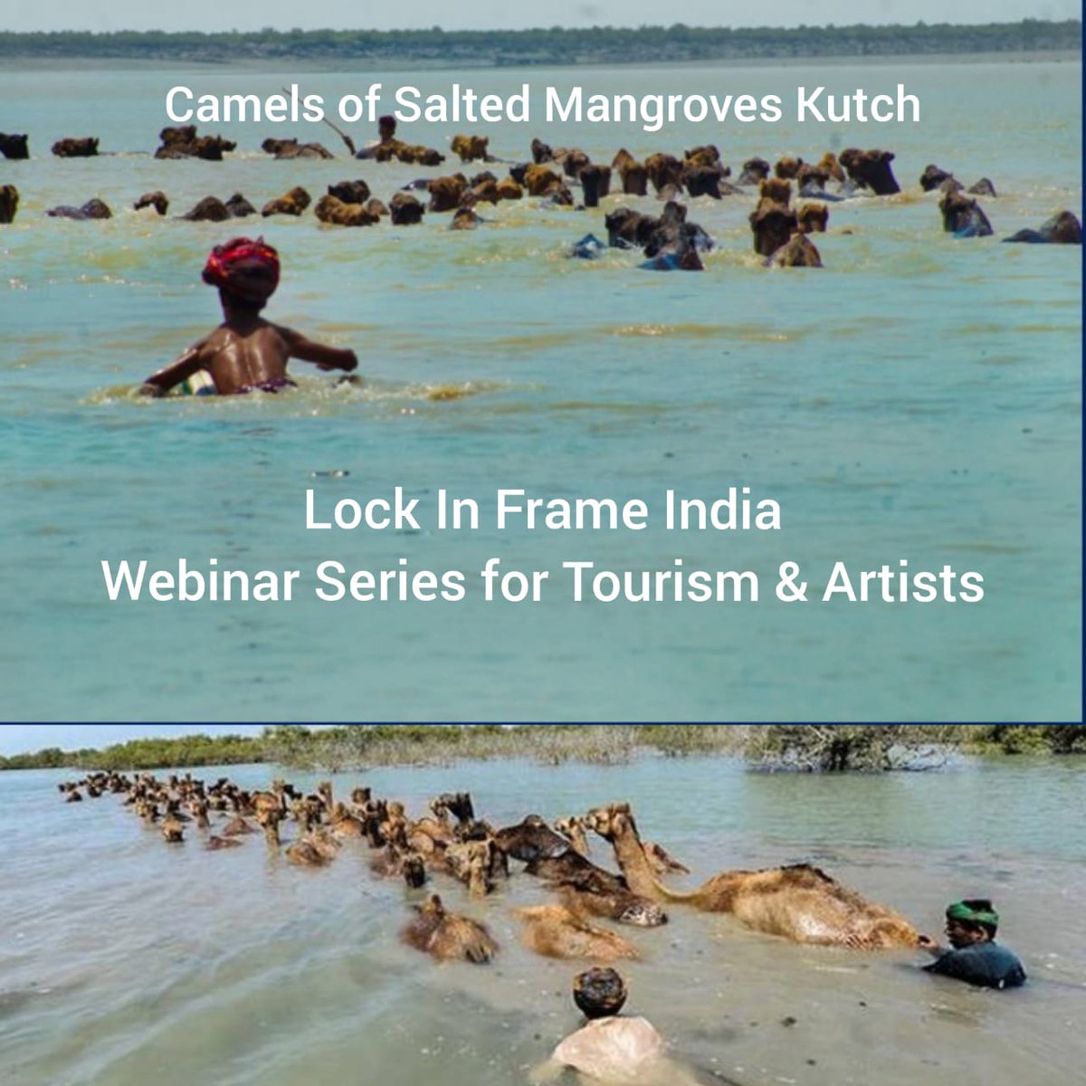 navinajafa's tweet photo. Kharrai Camels in Mangroves Kutch survive on Salt Water. Watch, learn through Lock-In Frame India new dimensions of Indian Heritage. For Travel business, Artistic creations, Spiritual awakening. Next Webinar- #Assam -Impulses of Quixotic Brahmaputra River: 1st Aug, 6:30 India https://t.co/QxmDgmcbCQ