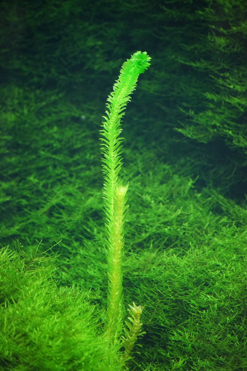 オオカナダモ Twitter Search