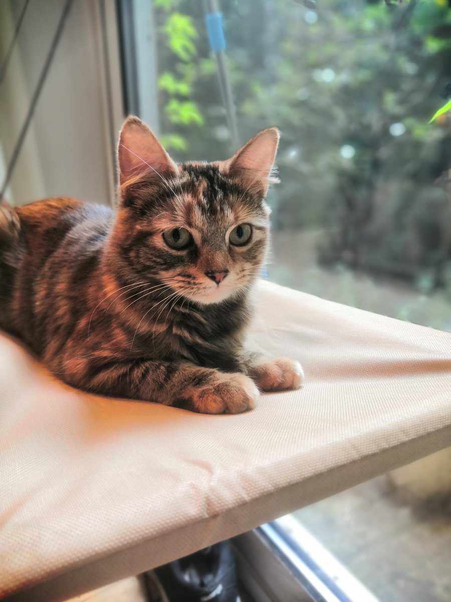 cah399's tweet photo. picked up this sweet baby on Friday and she's already the best thing that has happened in 2020 🥺 https://t.co/1UQK1JMtXC