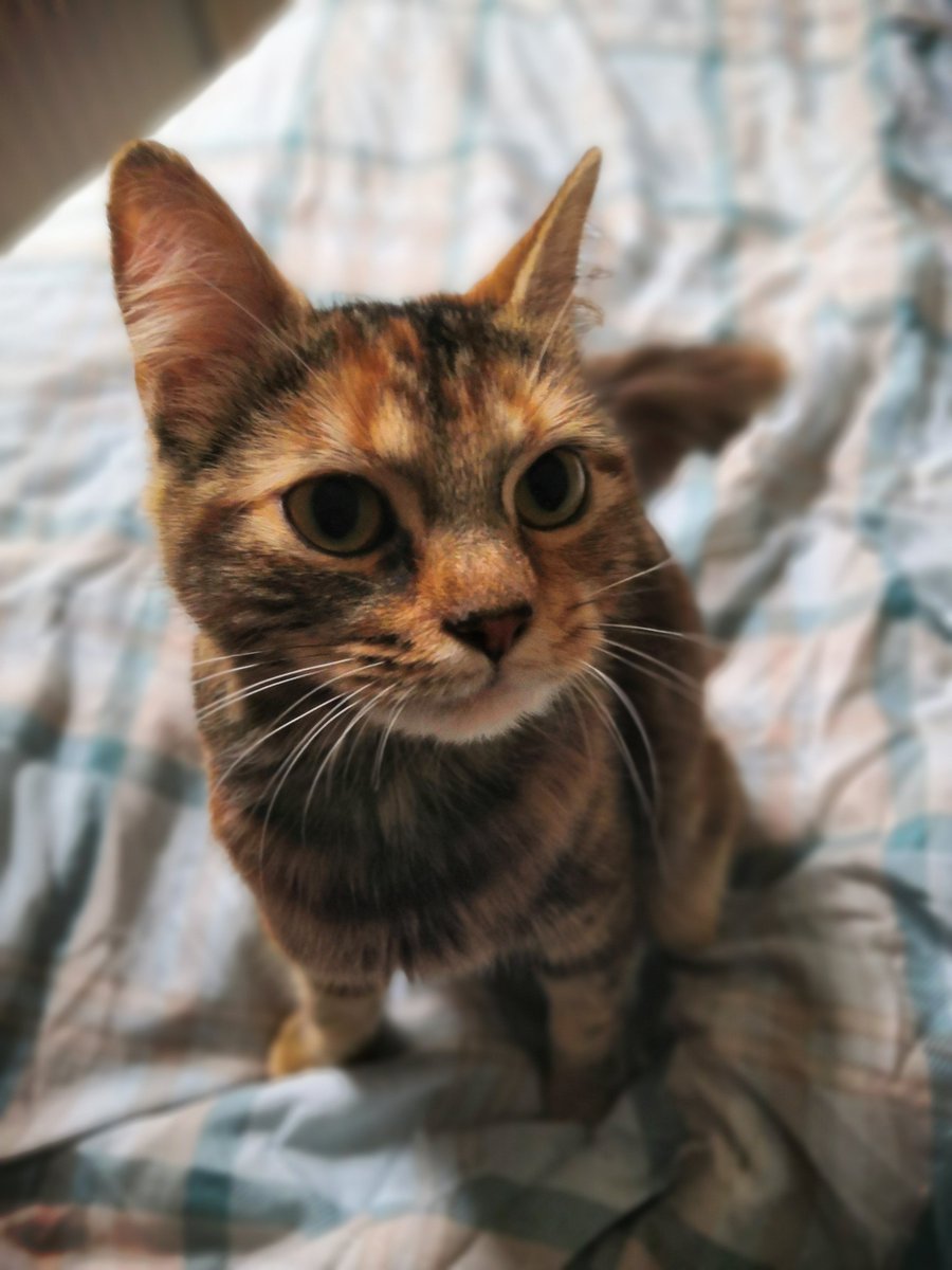 cah399's tweet photo. picked up this sweet baby on Friday and she's already the best thing that has happened in 2020 🥺 https://t.co/1UQK1JMtXC