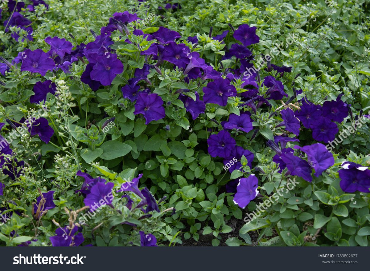 spaysh4's tweet photo. #flora    https://t.co/2TNf0qA0l4 https://t.co/apS7JNNIAt