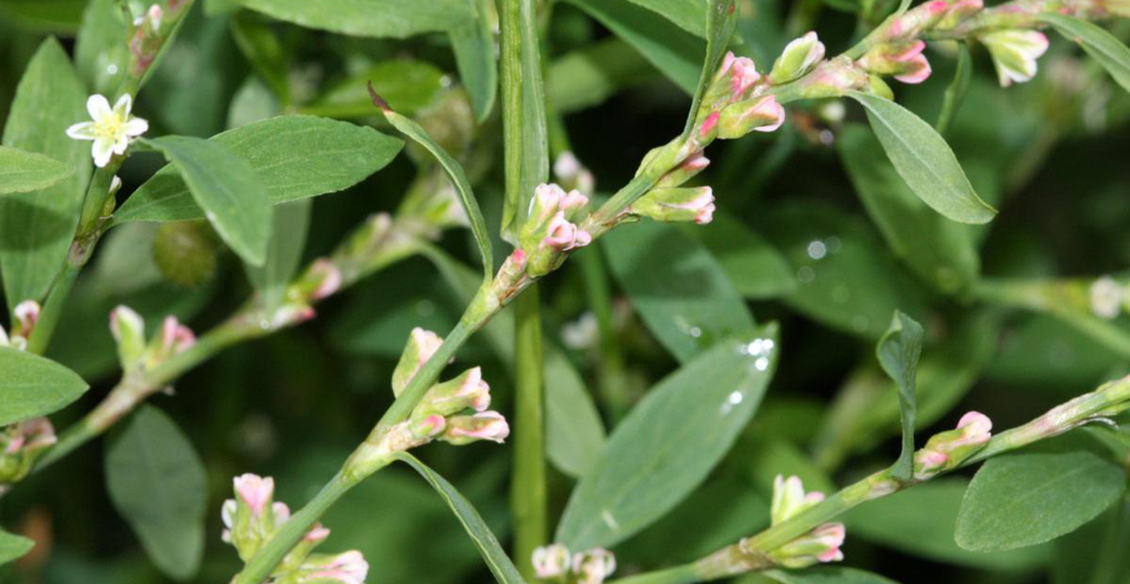 Ik heb de video over Varkensgras op mijn YouTube kanaal gezet youtu.be/NPASvizws2Y #varkensgras #polygonumaviculare #kruidenleer #kruidenleeronine #planten #kruiden #plantenliefde #fytotherapie #determineren