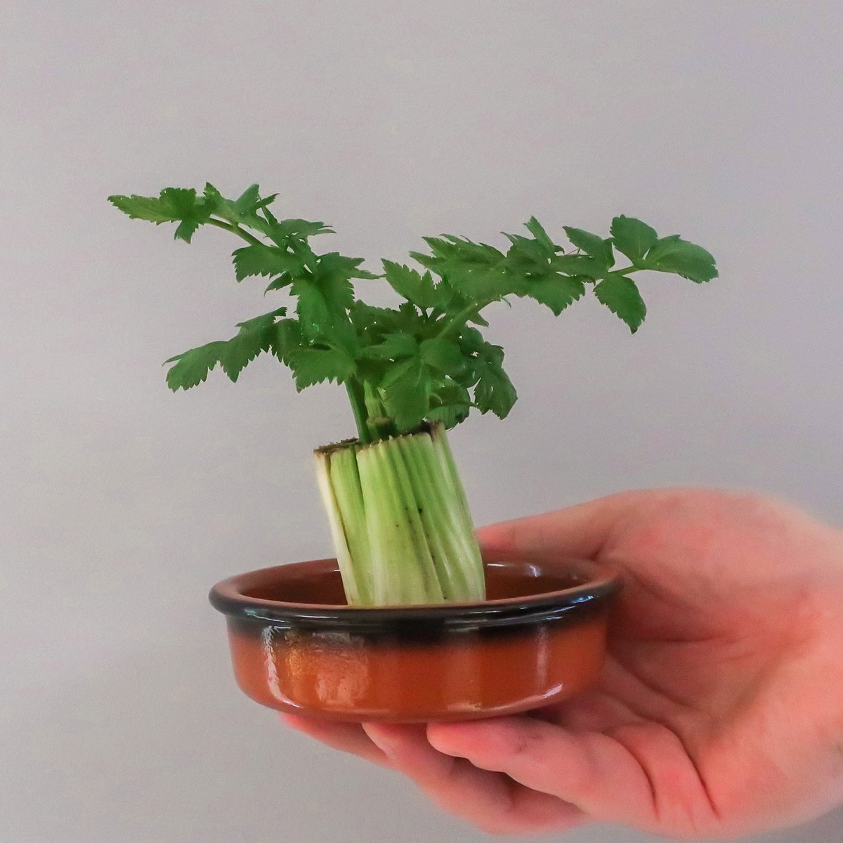 SprawlKitchen's tweet image. One month on and our celery has changed loads... even if we did forget about it and accidentally let it dry out once or twice! Hopefully in the next few weeks we will see some more vertical growth so we can actually try our regrown celery. #RegrowDontThrow
