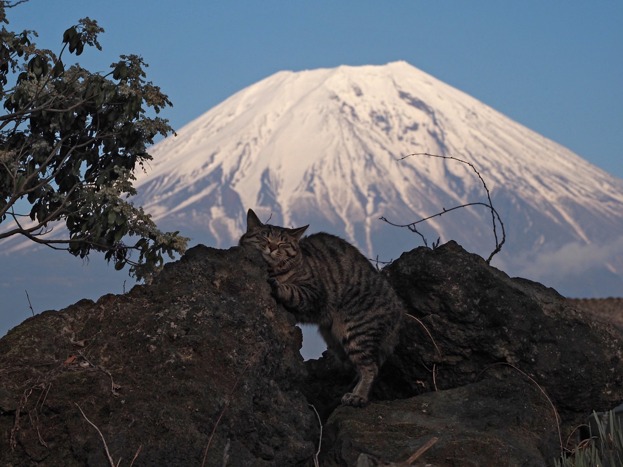 岩合光昭 世界ネコ歩き 明日の放送は 富士 静岡 ロケ中 ホテルの自室でコンビニ弁当を食べながら 撮影できる喜びをかみしめていた マスクを外して写真を撮ってもらう タマトモは ネコ歩きが好きらしい 明日も一緒に観ようね T Co