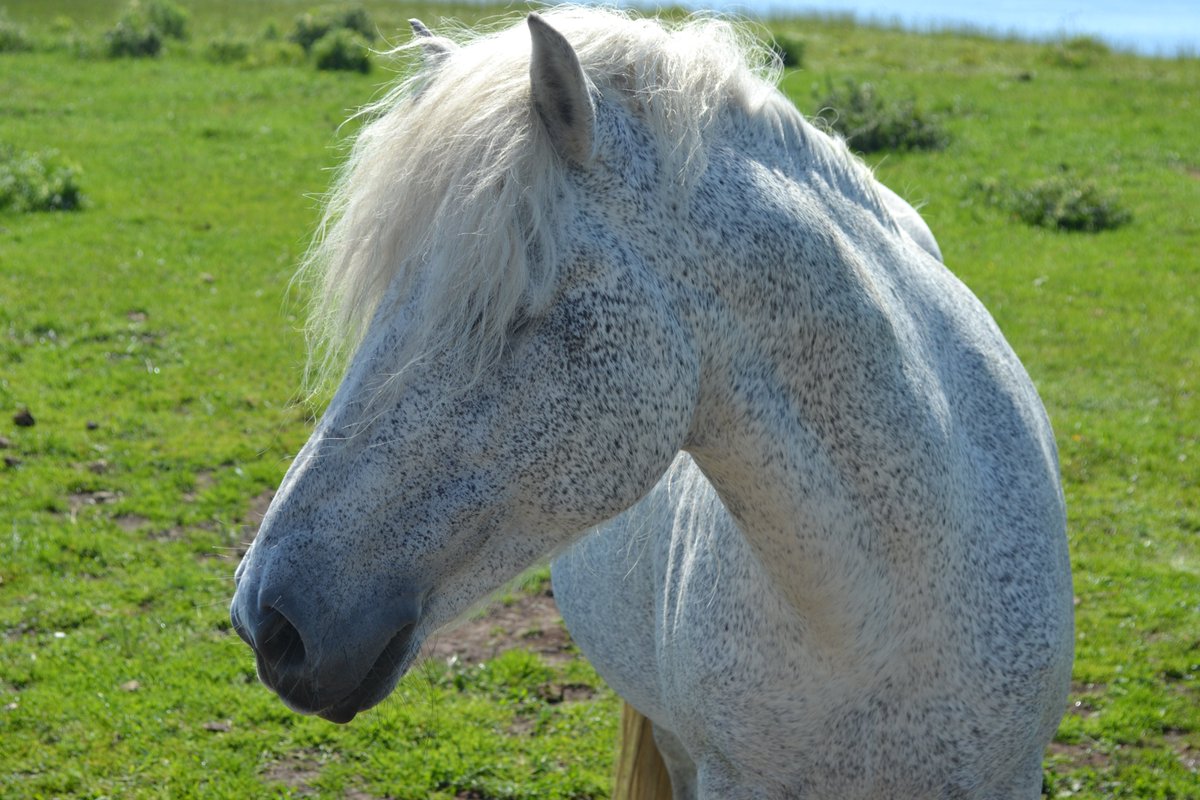 rbstnorthscot's tweet photo. Doonies Rare Breed Farm in Aberdeen is under threat from plans to use the land for business development. The Council consultation runs until 31st Aug and will decide the fate of the only @RBSTrarebreeds conservation park in Scotland.

@DooniesFarm  

https://t.co/PFwgKThZIZ https://t.co/sBNON2xbE5