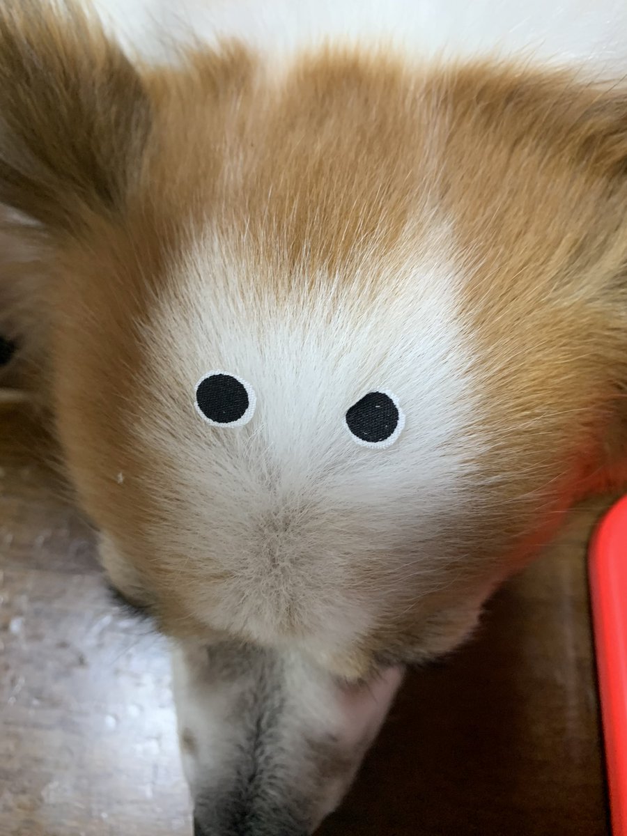 Biểu Tượng đanh Dấu 白トトロ Tren Twitter