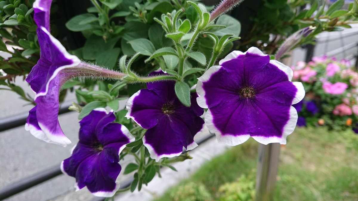 春なす 紫に白い縁取りの ペチュニア 1 花写真 衝羽根朝顔 ツクバネアサガオ