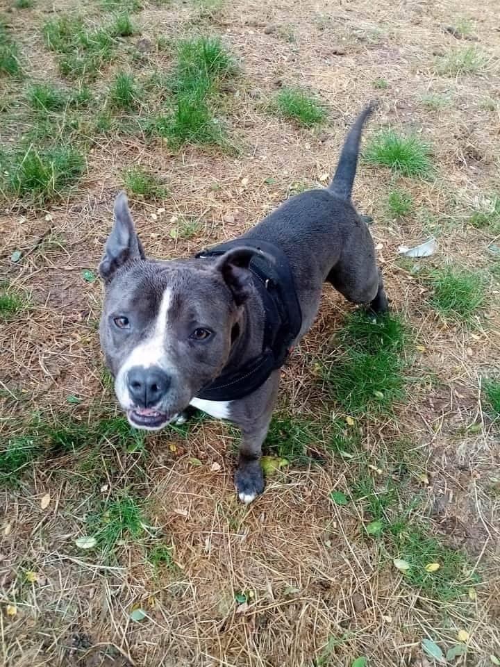 centre_presse's tweet image. 🚨 Une plainte a été déposée par le Refuge SPA de Poitiers après le vol de Latino, staffordshire terrier (catégorie 2) mâle de 5 ans, castré et qui a besoin d'un traitement vétérinaire
centre-presse.fr/article-750896…