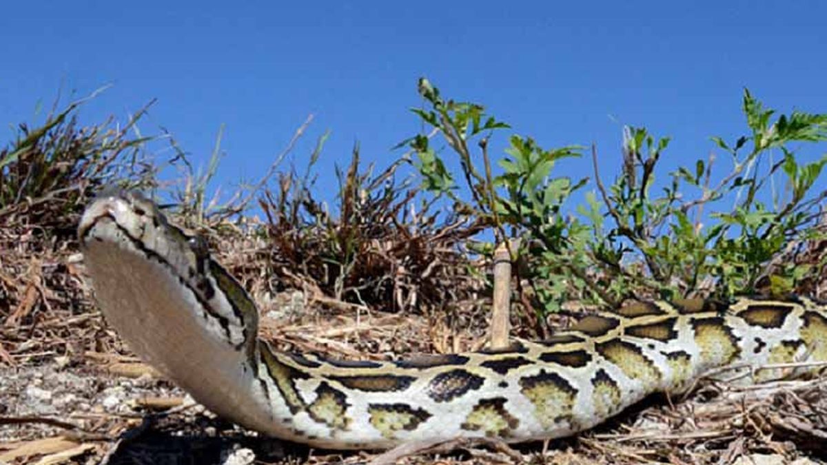 WFTV's tweet photo. #Florida man catches 17-foot python in #Everglades | Read more: https://t.co/Ex00HRYM7c https://t.co/kGVkDg47l1