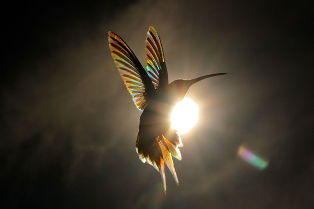 InspGraph's tweet photo. Ce photographe capture le prisme des couleurs traversant les ailes des colibris. L'occasion de revenir sur la technique photographique du prisming
Plus d'informations et de visuels : https://t.co/3N9qzN6pUA
#photographie #formation #prisme #prisming #colibri https://t.co/GMsyHXOmyF