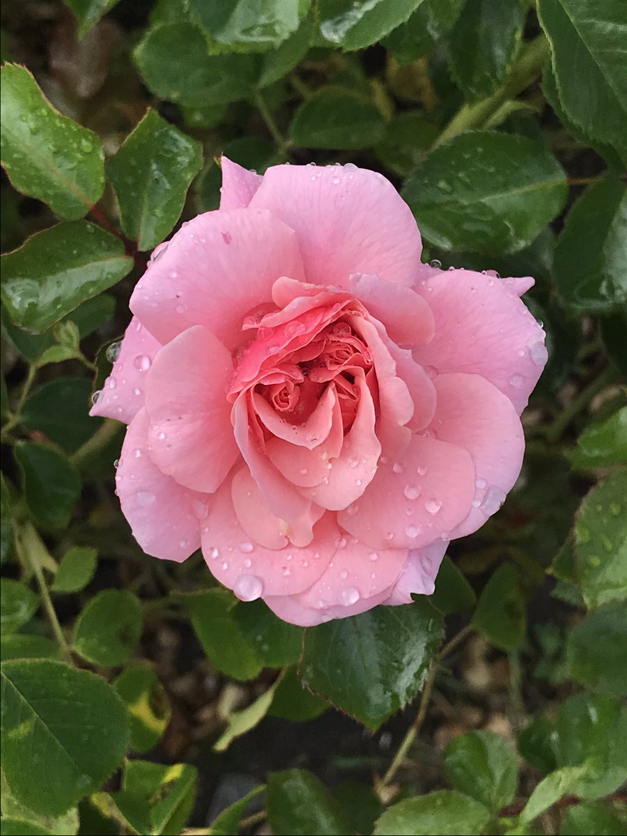 Peter Cook tweet media