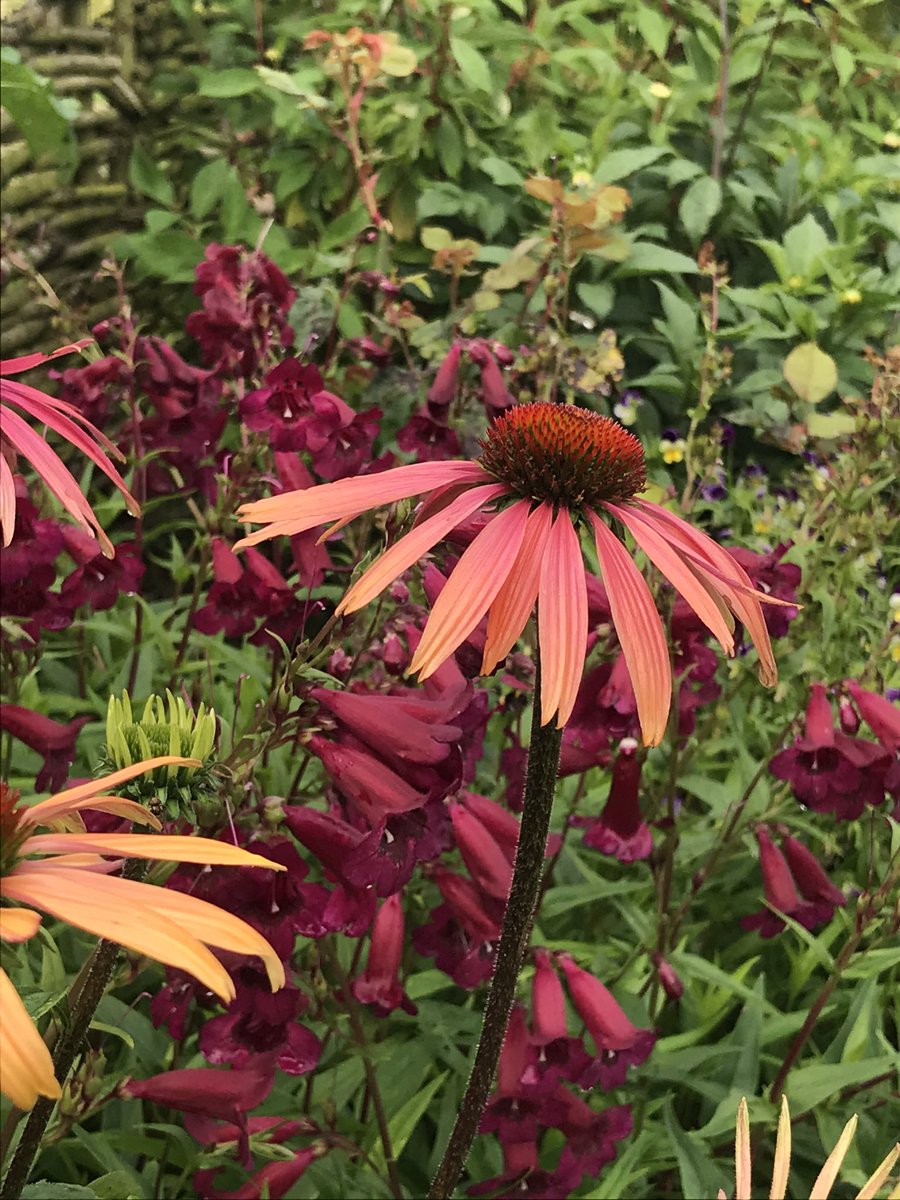 Peter Cook tweet media