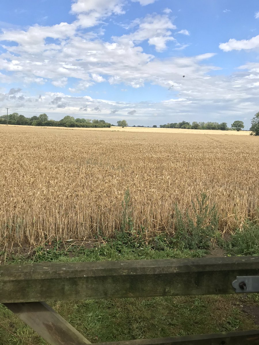 Peter Cook tweet media