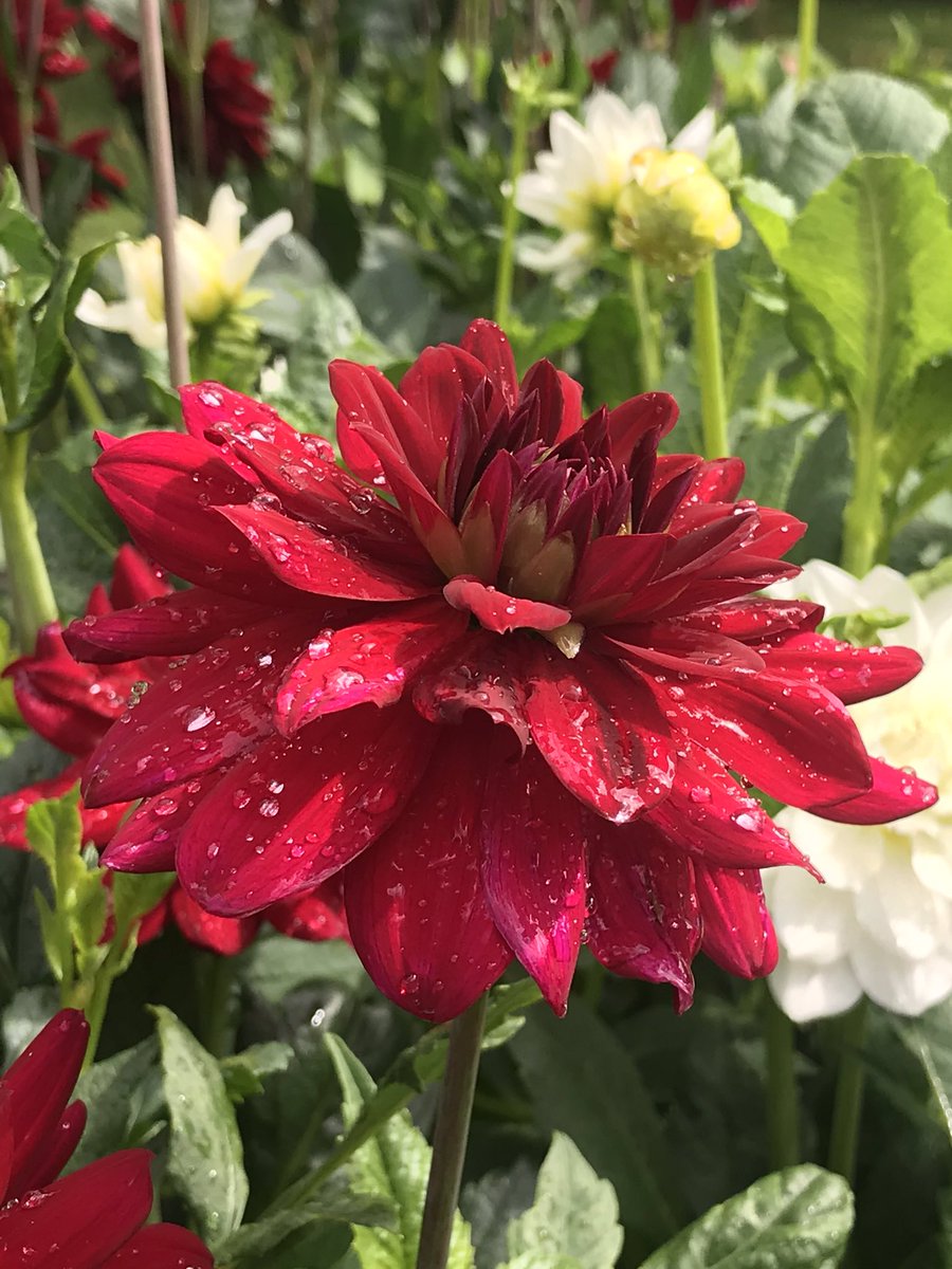 Peter Cook tweet media