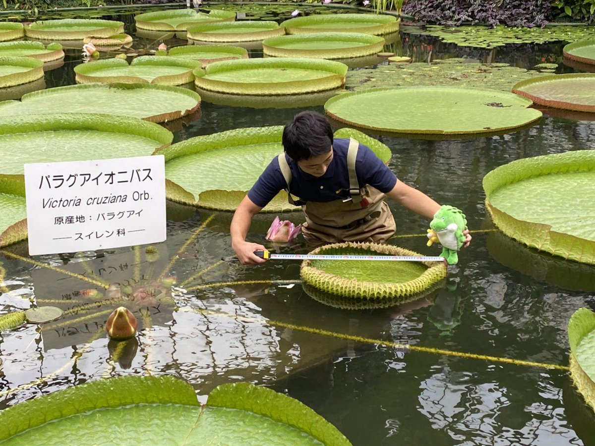 オオオニバス Victoria Amazonica Japaneseclass Jp