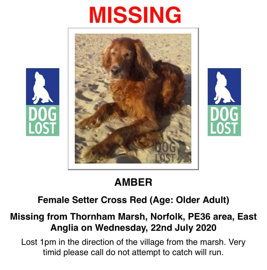 gelert01's tweet photo. #AMBER Missing 22/07/2020 #ThornhamMarsh #Norfolk #PE36 area last seen running in direction of villiage. #AMBER was on Hols with her family doesn't know the area 

Have you seen #AMBER? 

@MissingPetsGB @rosiedoc666 @veryluckypugs @RachaelB100 @KarenFi51820768 @Thornhambot https://t.co/74eAggqHfA