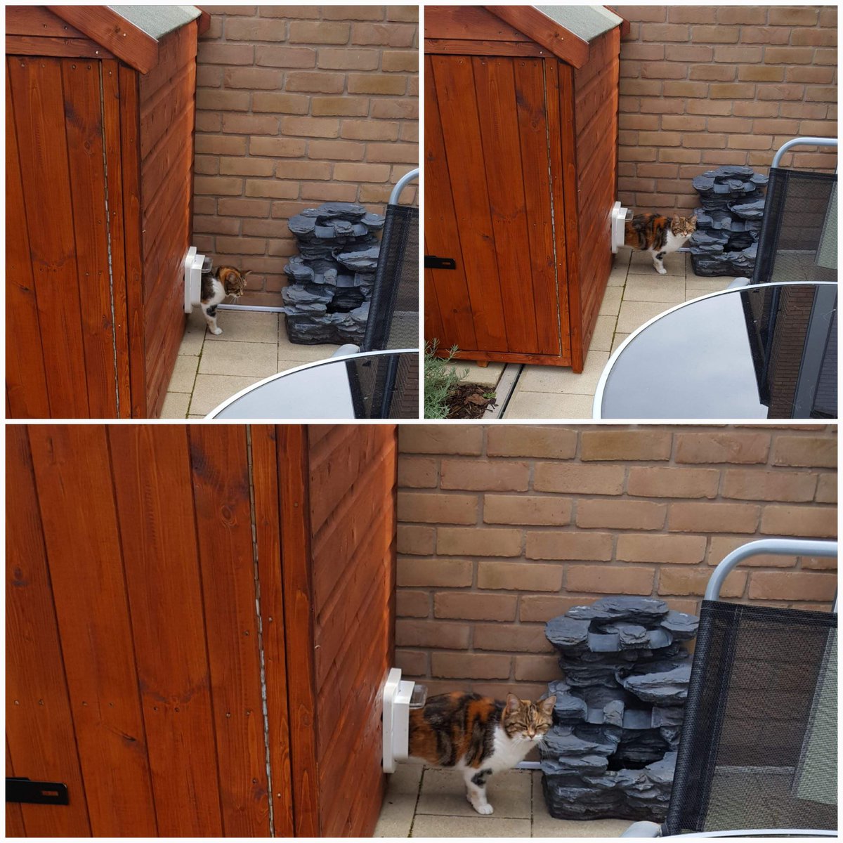 imabearsfan's tweet photo. ⁦@philtufnell⁩ our Cat Autumn has her own play house heated outside in our Garden #pamperedcat https://t.co/PjbpyeCh79
