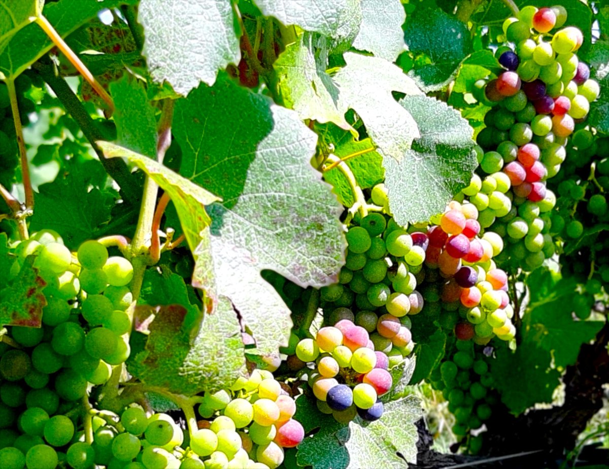 MarramieroVini's tweet photo. CANTINA MARRAMIERO
Filari d’estate
L'INVAIATURA, PRELUDIO ALLA VENDEMMIA
2020
https://t.co/AsgZZNVBjZ
#CantinaMarramiero
#vendemmia2020
#Pinot #PinotNero #Brut #Rosè
#compagnidiemozioni #segnodivite #vinesign #impressonelvino #impressedinwine
#tenutedirosciano #tenutediofena https://t.co/E9CLQRnm3g