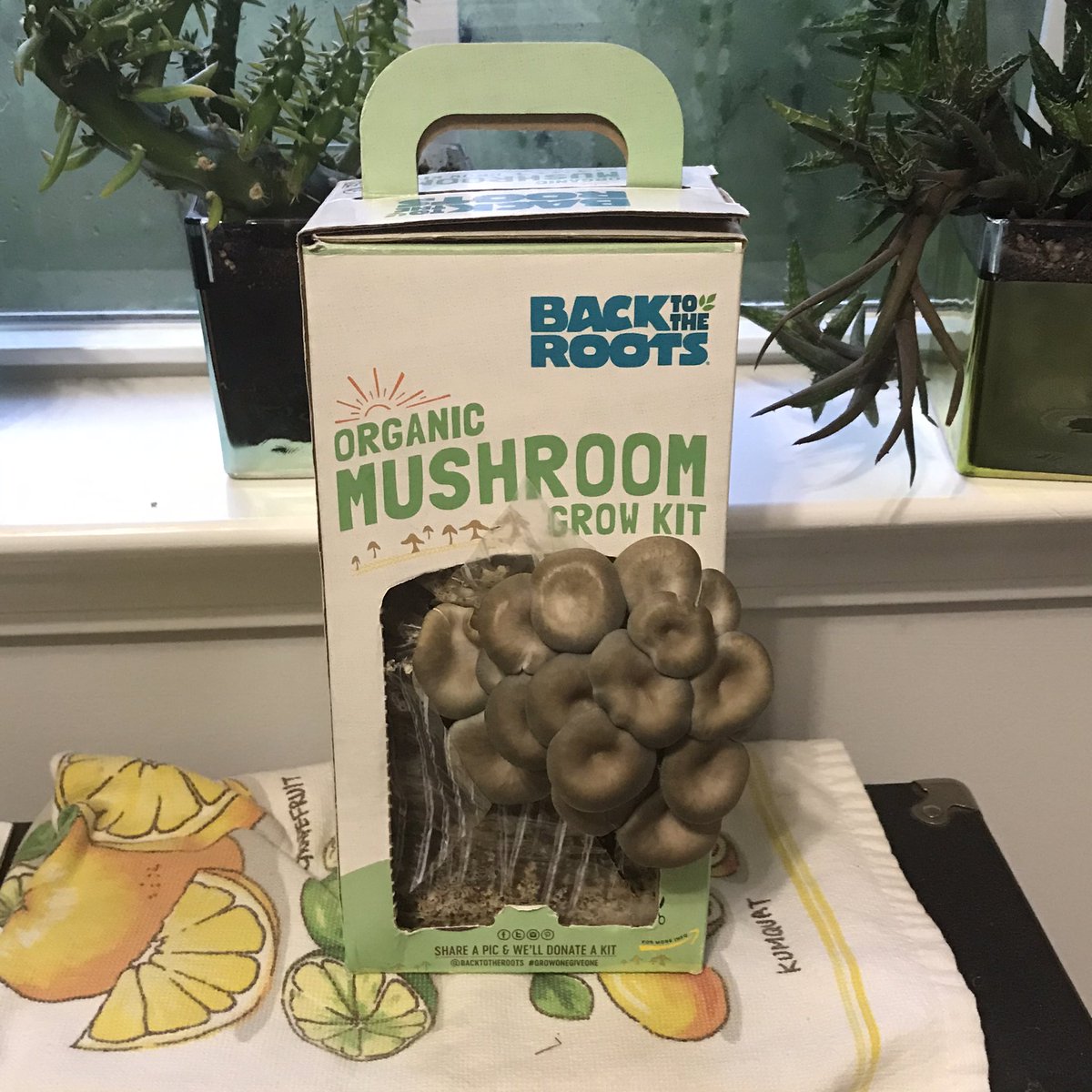 stanbush's tweet photo. Day 6 #MushroomFarming with @BacktotheRoots kit. Today... I stand the box upright. Like the video π#LessNoiseMoreJoys #GMOVeggies <- Grow My Own #theStanBush #CherylBushArt #Hiway96GA #WeAintDoneYet https://t.co/cambBwSwIi