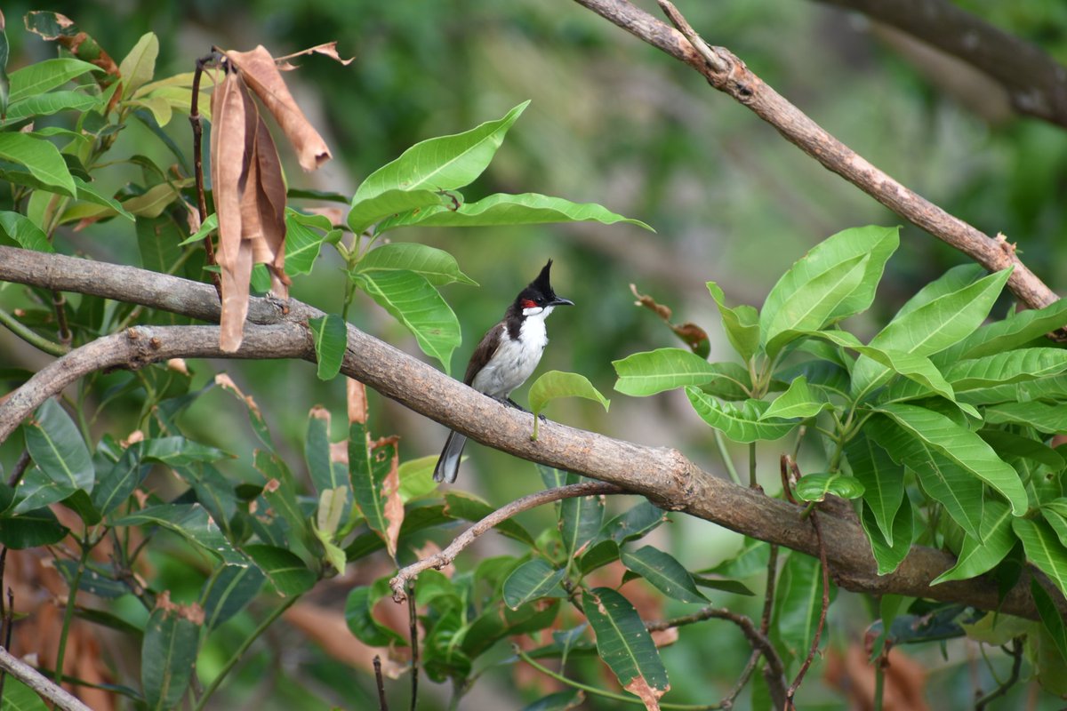 6. ଗୋବରା *Red whiskered bulbulଶ୍ରୁତି ମଧୁର କାକଳି। ପ୍ରାୟ ଯୋଡି ଯୋଡି ହୋଇ ବୁଲନ୍ତି।