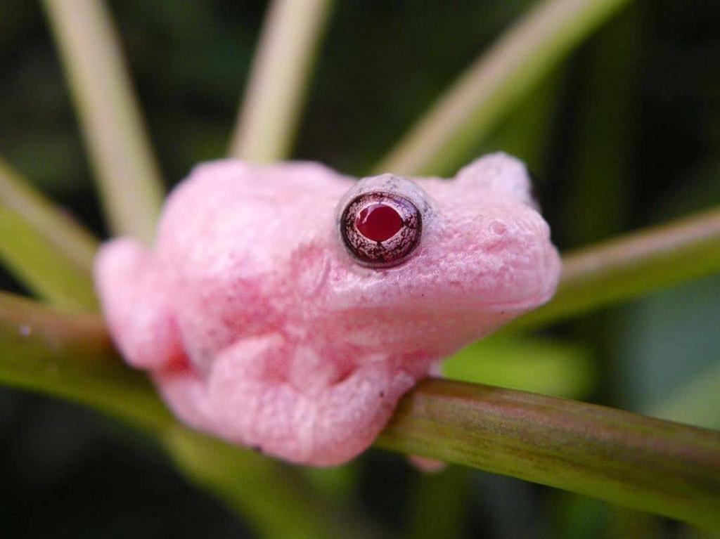 Pink Tree Frog