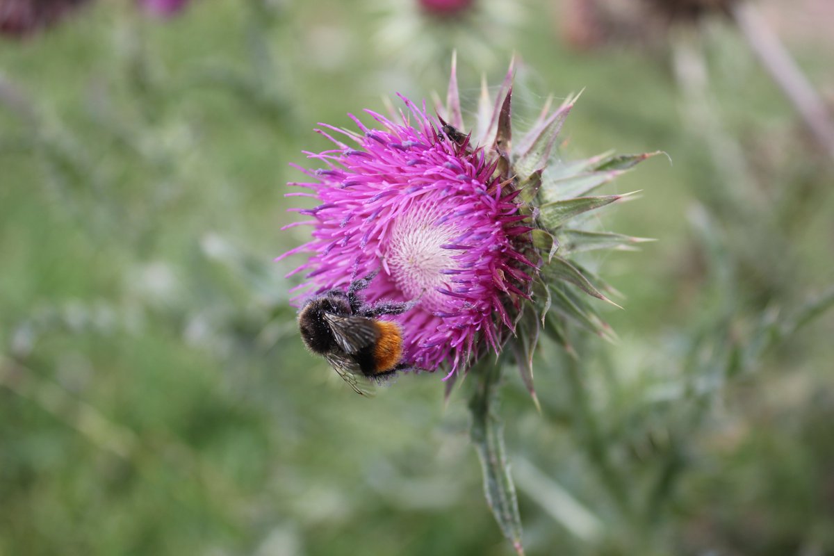 suburbanwilduk's tweet photo. I think this is a Red-tailed Bumblebee feeding on Musk Thistle... is that right lovely experts? Grateful thanks @nervousbotanist @WildlifeStuff #wildflowerid #bumblebeeid https://t.co/tW7fEUnklx