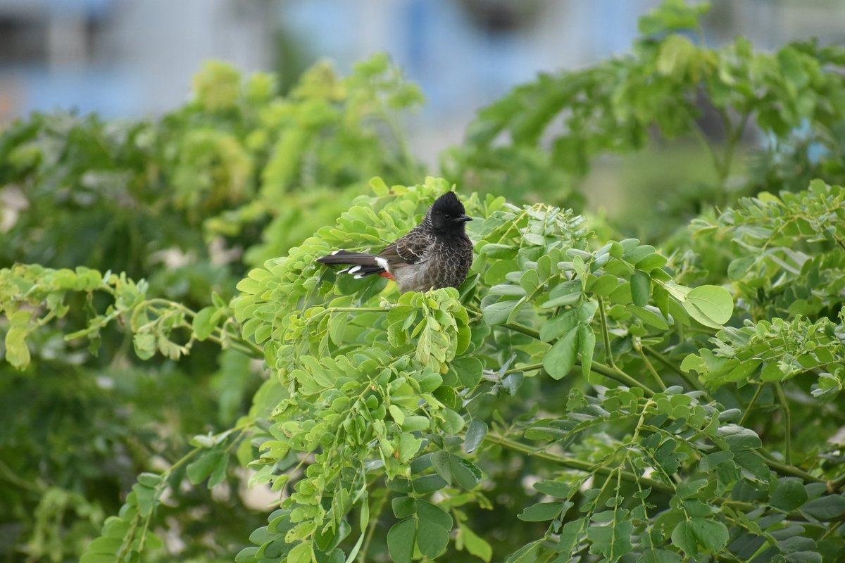 7. ଗୋବରା (!) Red vented bulbul