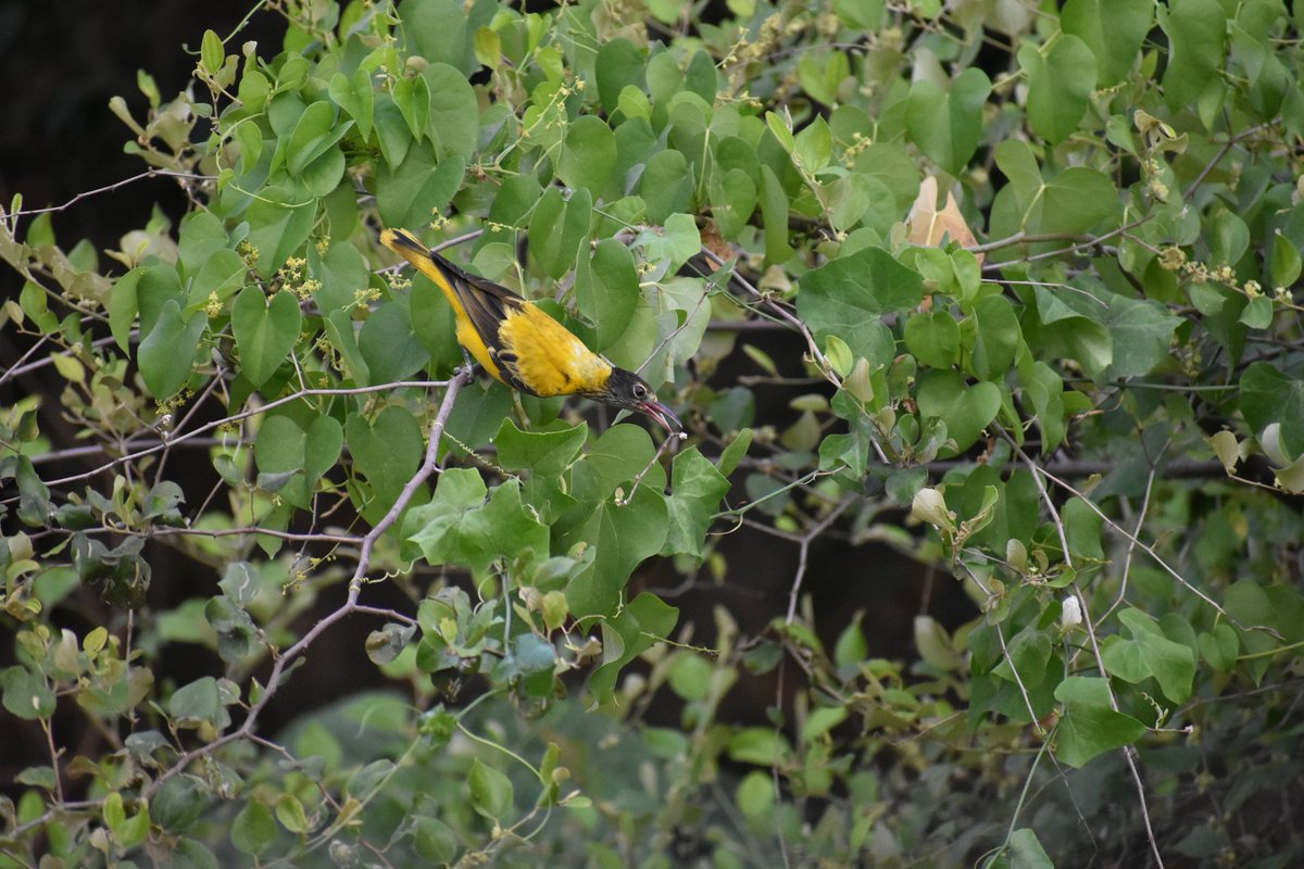 8. ହଳଦୀବସନ୍ତ *Black-headed Oriole* ଫୋଟୋରେ ଥିବା ଚଢେଇଟି ଗତ ଫଣି ବାତ୍ୟାରେ ନିଧନ ହୋଇ ଯାଇଛି 