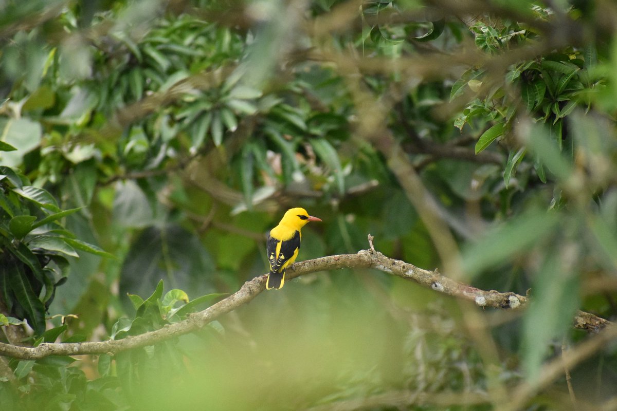 9. ହଳଦୀବସନ୍ତ *Golden Oriole