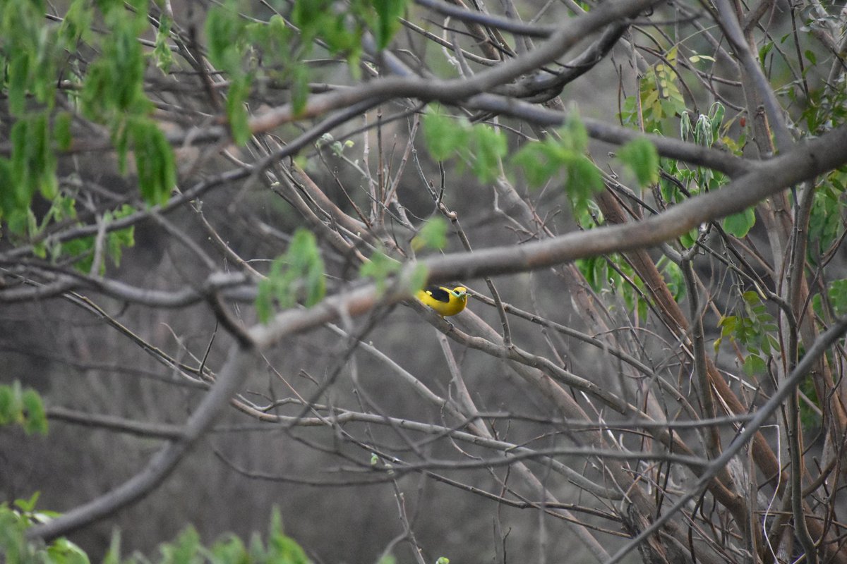 9. ହଳଦୀବସନ୍ତ *Golden Oriole