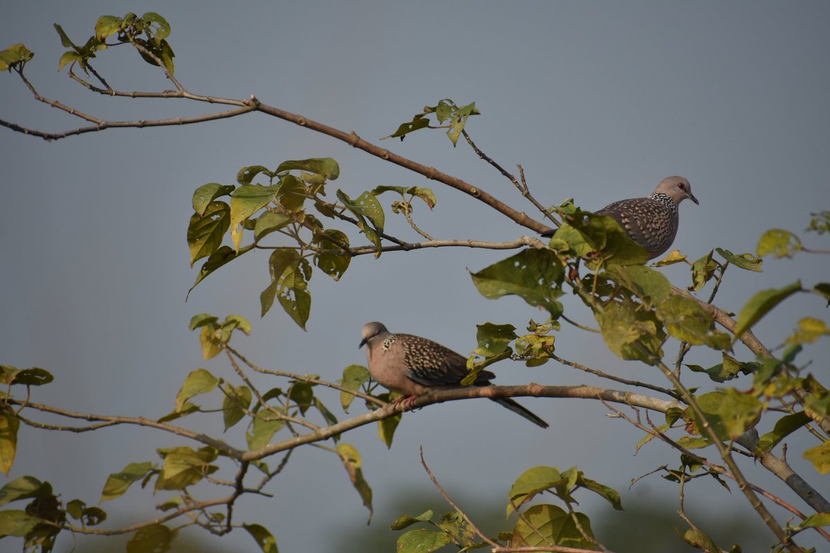 10. କପୋତ *Dove"ଶିମୂଳି ଶାଖାରେ ବାହୁନେ କପୋତିଉଠ ପୁତ ଉଠଉଠ ପୂରିଲାଣି ମାଣ" #ଗ୍ରାମପଥ
