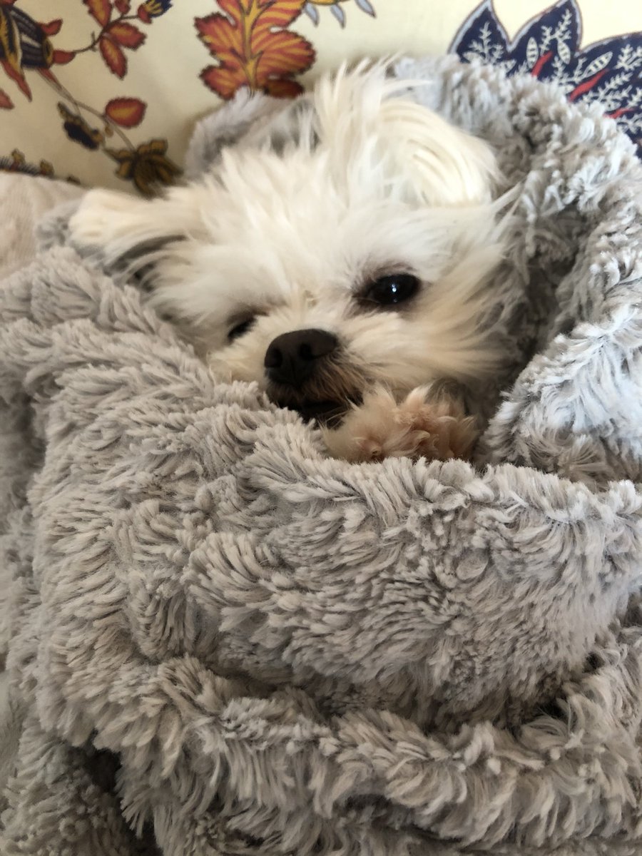 SalvageWriter's tweet photo. @GailSimone This is Alwyn (welsh for white one) he likes warm hugs but is very judgmental of my work https://t.co/EiVEG4zMFn